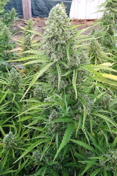 Auto Malawi x Northern Lights - Mandala Seeds Shop Ace Seeds