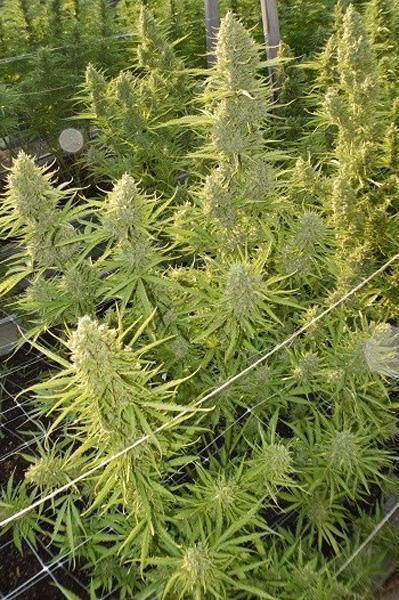 Auto Malawi x Northern Lights - Mandala Seeds Shop Ace Seeds