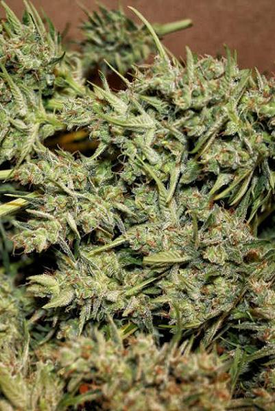 Auto Malawi x Northern Lights - Mandala Seeds Shop Ace Seeds