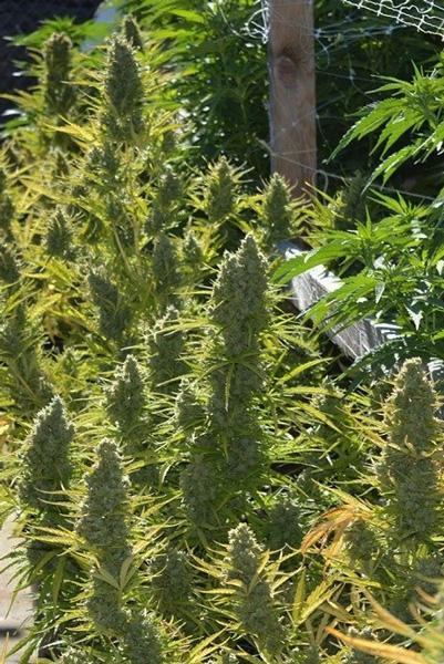 Auto Malawi x Northern Lights - Mandala Seeds Shop Ace Seeds