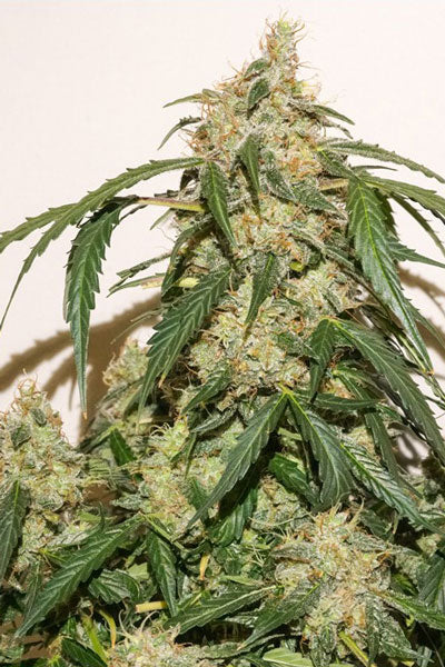 Auto Skywalker Haze - Mandala Seeds Shop Dutch Passion
