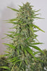 Auto Zamaldelica - Mandala Seeds Shop Ace Seeds