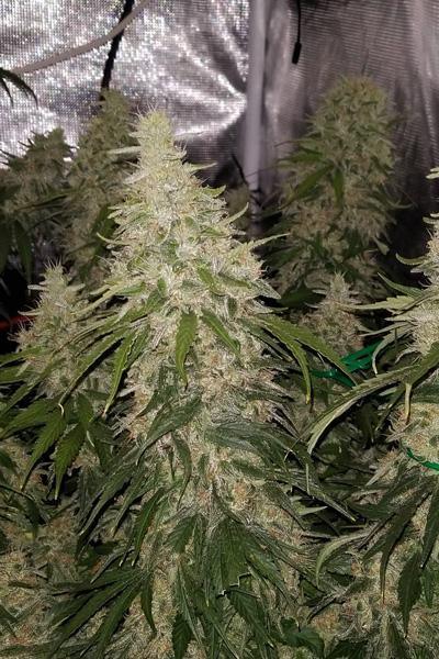 Auto Zamaldelica - Mandala Seeds Shop Ace Seeds