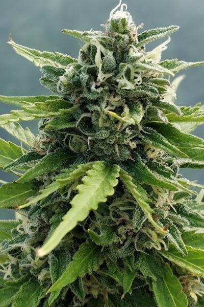 Auto Zamaldelica - Mandala Seeds Shop Ace Seeds