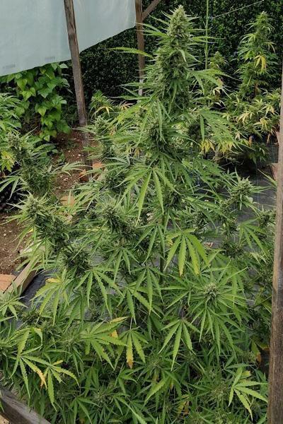 Auto Zamaldelica - Mandala Seeds Shop Ace Seeds