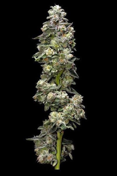 Bakers Delight - Mandala Seeds Shop DNA Genetics