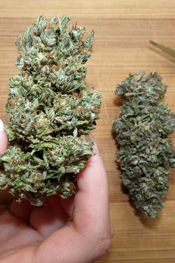 hash plant seeds Balkh Hash Plant – Mandala Seeds Shop