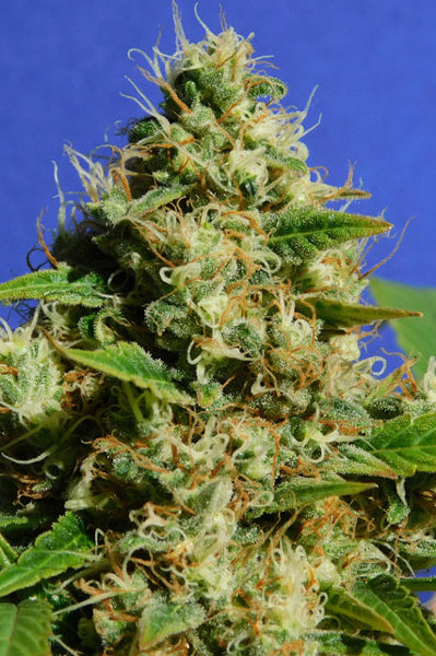Banana Sherbet - Mandala Seeds Shop Original Sensible Seeds