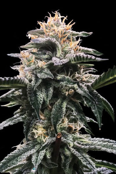 Banana Sorbet - Mandala Seeds Shop DNA Genetics