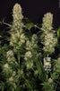 Belladonna - Mandala Seeds Shop Paradise Seeds