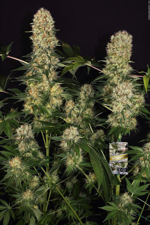Belladonna - Mandala Seeds Shop Paradise Seeds