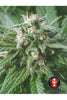 Biddy Early - Mandala Seeds Shop Serious Seeds