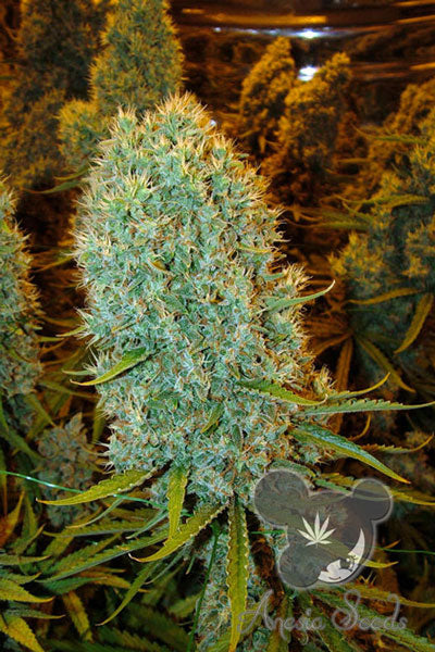 Big Bazooka - Mandala Seeds Shop Anesia