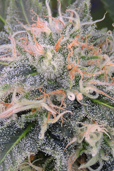 Black Ghost OG - Mandala Seeds Shop Original Sensible Seeds