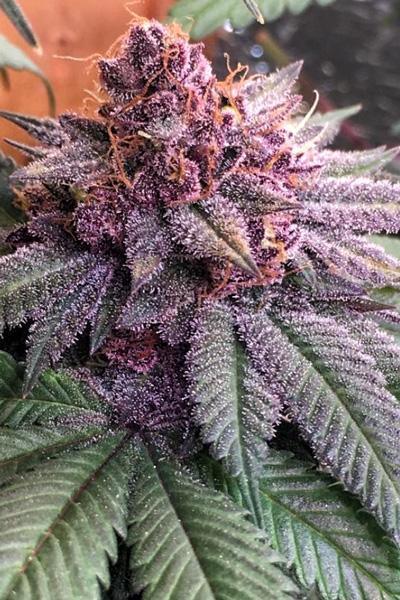 Bubba Kush x PCK - Mandala Seeds Shop Ace Seeds