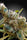 CBDrelax - Mandala Seeds Shop Paradise Seeds