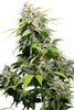 California Indica - Mandala Seeds Shop Sensi Seeds