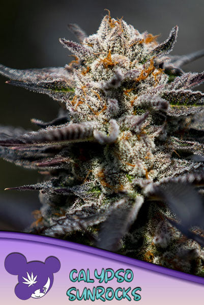 Calypso Sunrocks - Mandala Seeds Shop Anesia