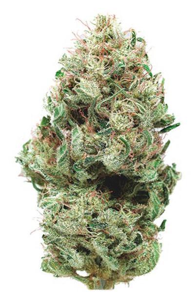 Cannatonic CBD - Mandala Seeds Shop Cheap Feminized Seeds