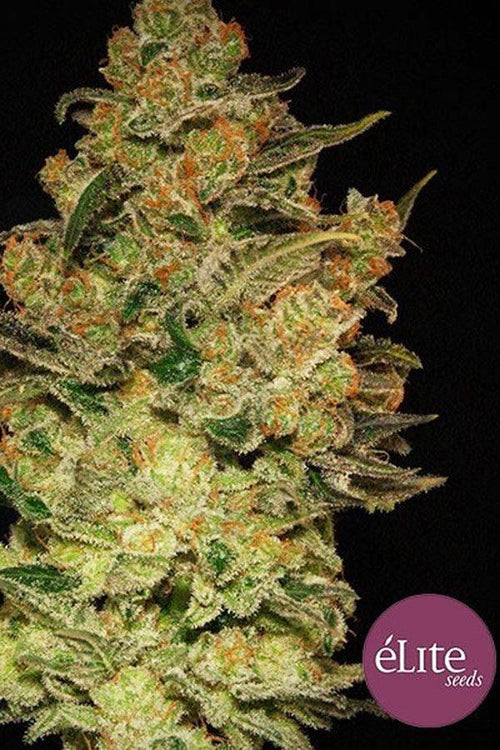 Caprichosa Thai - Mandala Seeds Shop Elite Seeds