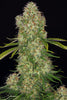 Cheese - Mandala Seeds Shop Cheap Feminized Seeds