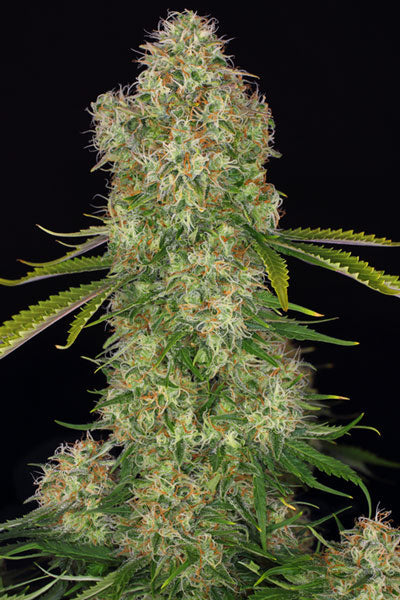 Cheese - Mandala Seeds Shop Cheap Feminized Seeds
