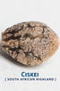 Ciskei - Mandala Seeds Shop Tropical Seed Co