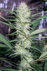 Congo - Mandala Seeds Shop Ace Seeds
