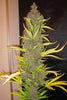 Congo - Mandala Seeds Shop Ace Seeds