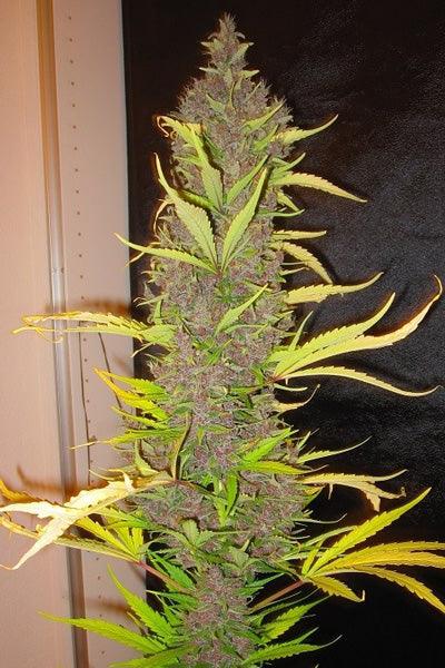 Congo - Mandala Seeds Shop Ace Seeds