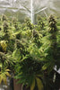 Congo - Mandala Seeds Shop Ace Seeds