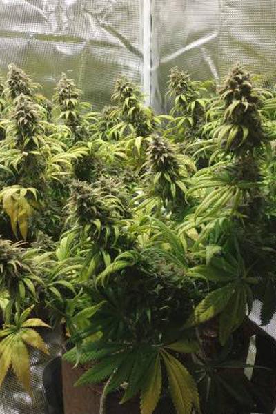 Congo - Mandala Seeds Shop Ace Seeds