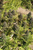 Congo - Mandala Seeds Shop Ace Seeds