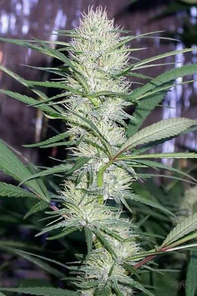 Congo - Mandala Seeds Shop Ace Seeds
