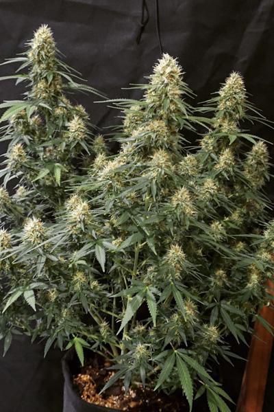 Critical Orange Punch - Mandala Seeds Shop Dutch Passion