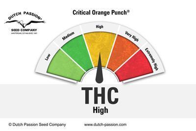 Critical Orange Punch - Mandala Seeds Shop Dutch Passion