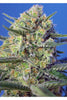 Crystal Candy F1 Fast Version - Mandala Seeds Shop Sweet Seeds