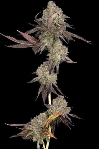 DNA Cake - Mandala Seeds Shop DNA Genetics