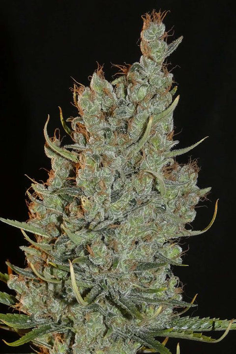 Desert Skunk