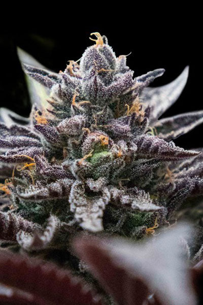 Double Stuffed Sorbet - Mandala Seeds Shop DNA Genetics