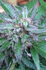 Early Bubba (Limited Edition) - Mandala Seeds Shop Ace Seeds