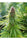 ErdPurt - Mandala Seeds Shop Ace Seeds