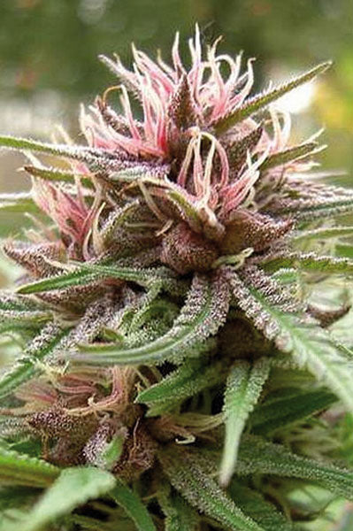 ErdPurt - Mandala Seeds Shop Ace Seeds