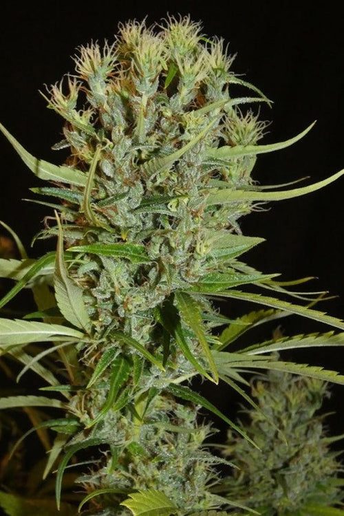 Filipino Kibungan - Mandala Seeds Shop Khalifa Genetics