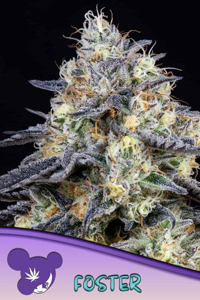 Foster - Mandala Seeds Shop Anesia