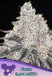 Frozen Black Cherry - Mandala Seeds Shop Anesia