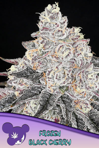 Frozen Black Cherry - Mandala Seeds Shop Anesia