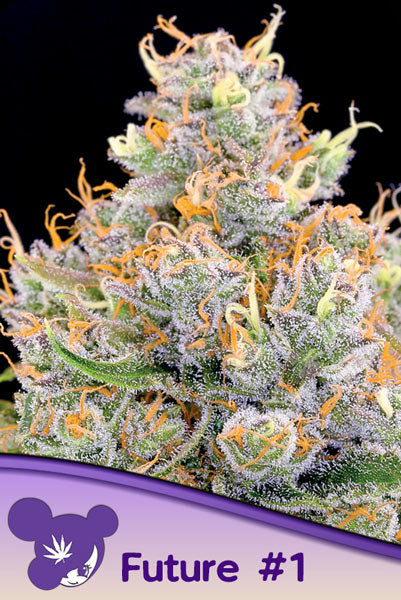 Future #1 - Mandala Seeds Shop Anesia