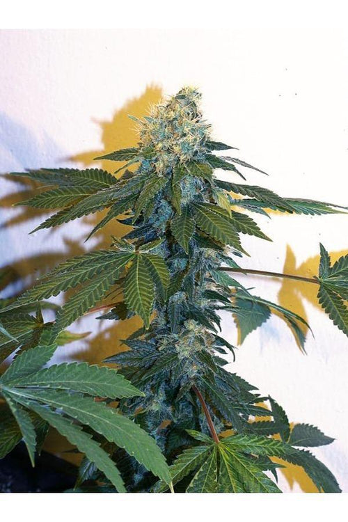 Ganesh - Mandala Seeds Shop Mandala Seeds