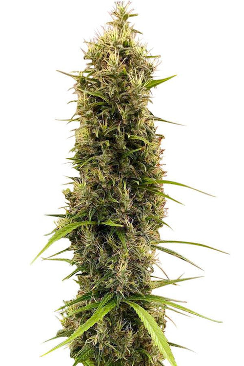 Golden Tiger 3.0 (Limited Edition) - Mandala Seeds Shop Ace Seeds